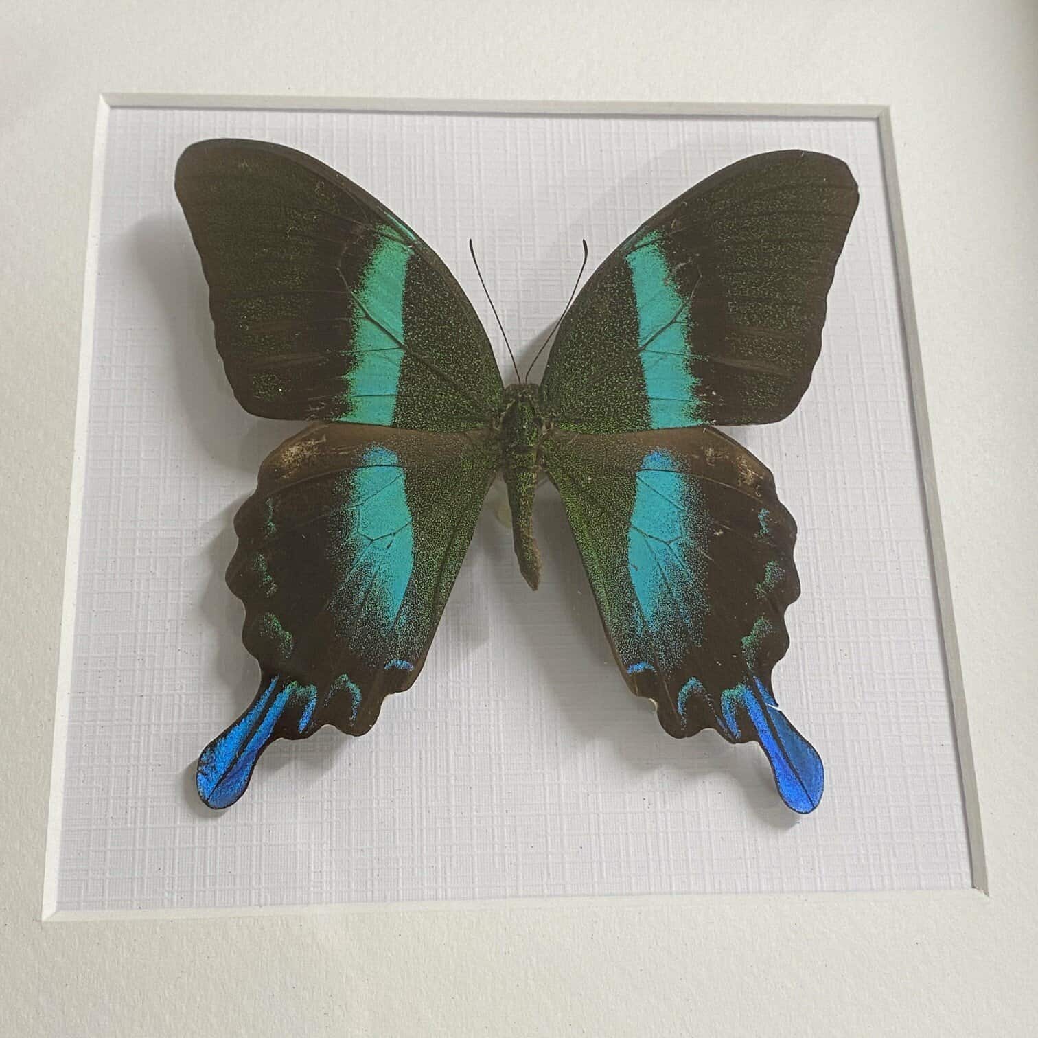 Dekors Taurenis rāmī Papilio Blumei Dekors Taurenis rāmī Papilio Blumei