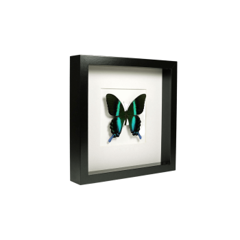 Dekors Taurenis rāmī Papilio Blumei