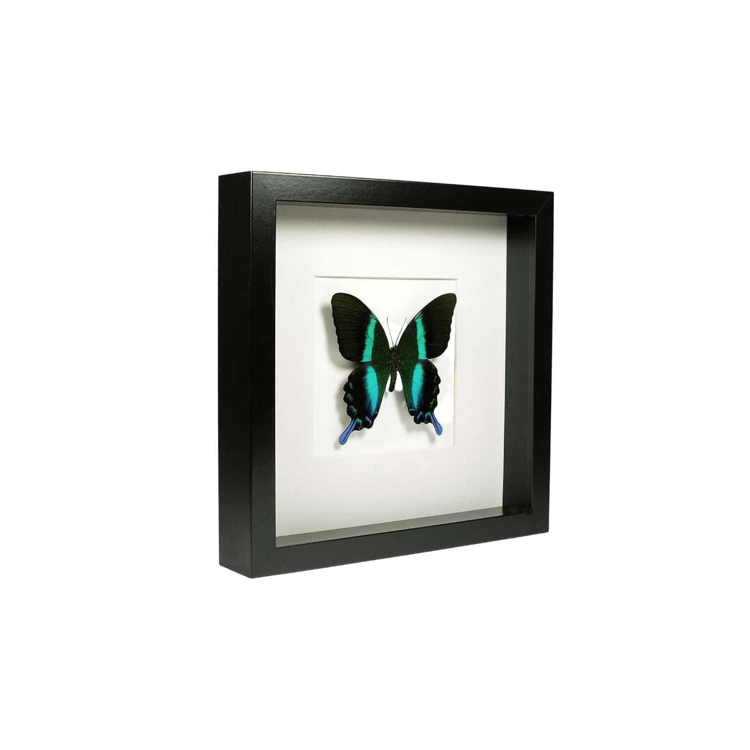 Dekors Taurenis rāmī Papilio Blumei Dekors Taurenis rāmī Papilio Blumei