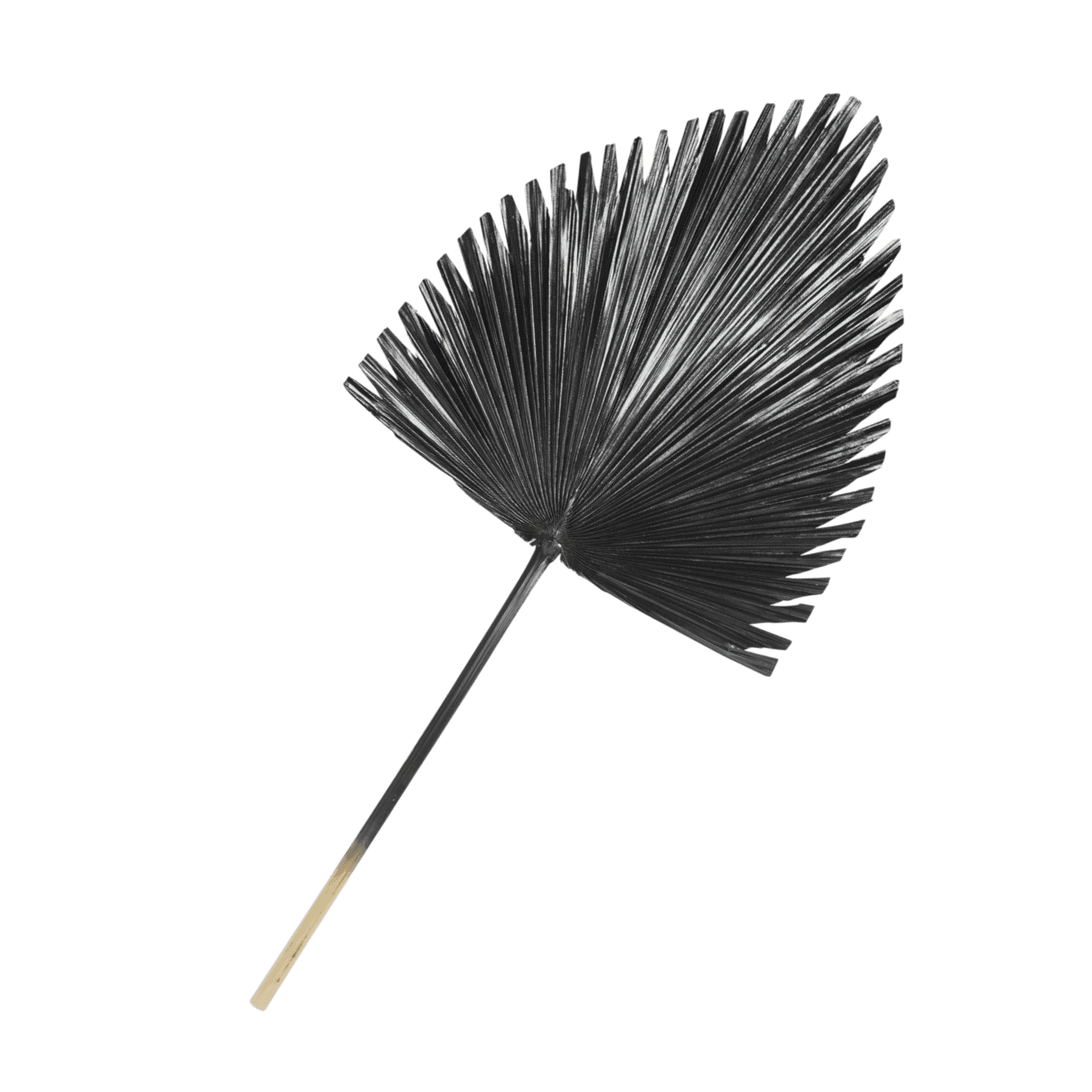 Palmas lapa, black Palmas lapa, black