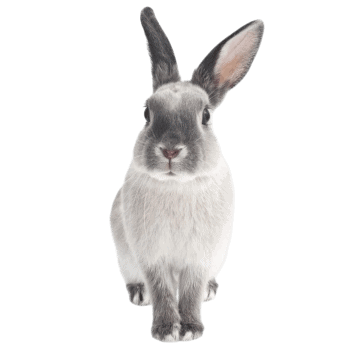 Sienas uzlīme Harry The Rabbit, 50x103cm