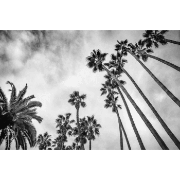 Stikla sienas dekors Palm Trees, 60x80cm