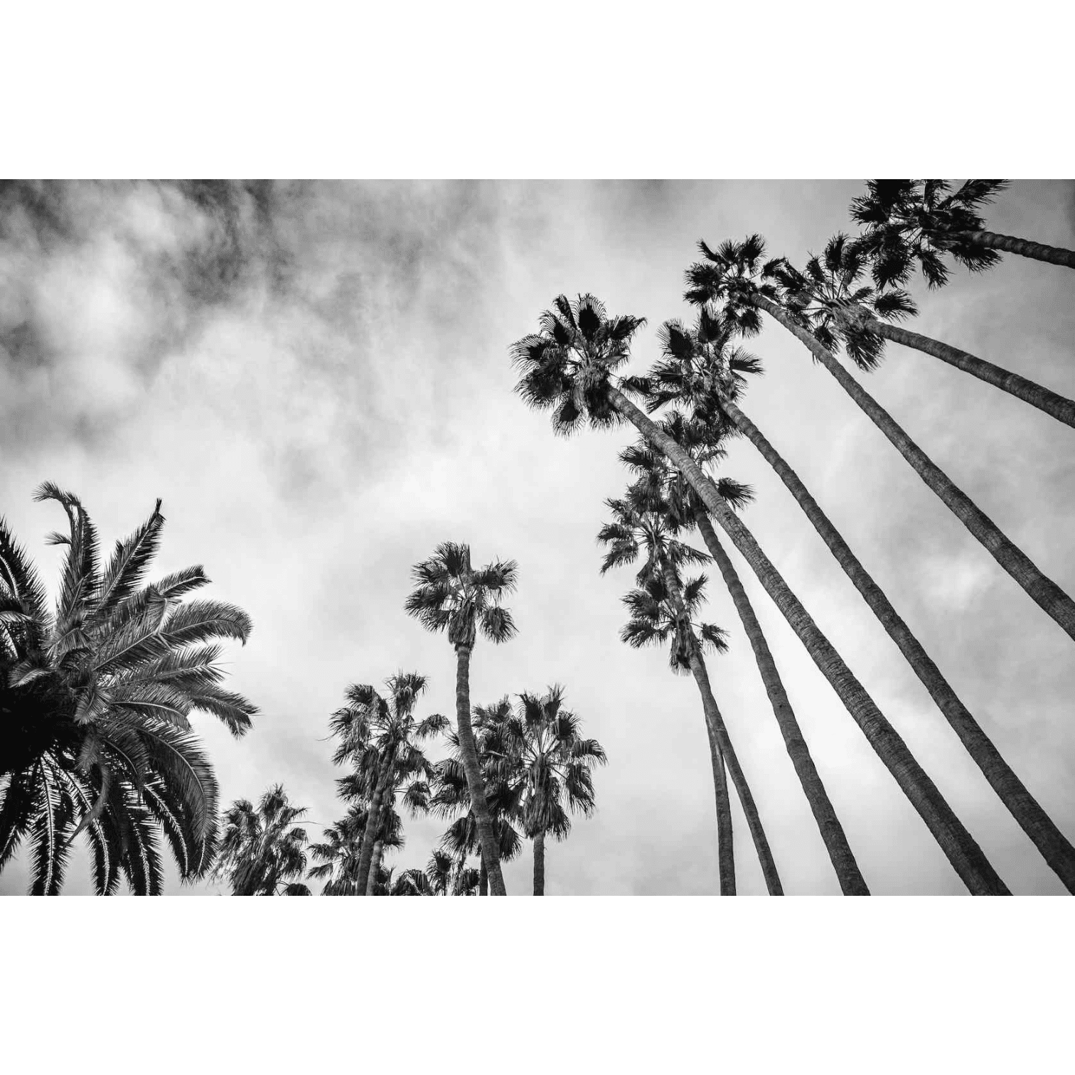 Stikla sienas dekors Palm Trees, 60x80cm Stikla sienas dekors Palm Trees, 60x80cm