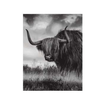 Attēls Highland cattle, 20x30cm
